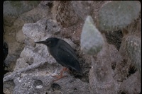 : Butorides striatus sundevalli; Galapagos Green-backed Heron