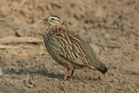 : Peliperdix sephaena; Crested Francolin