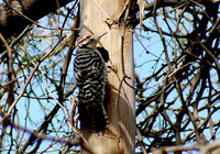 : Picoides scalaris; Ladder-backed Woodpecker