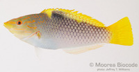 : Halichoeres hortulanus