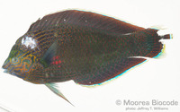 : Halichoeres marginatus