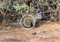 : Helogale parvula; Dwarf Mongoose