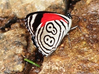 : Diaethria clymena