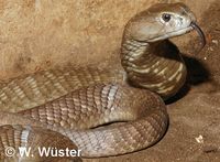 : Naja ashei; Ashe's Spitting Cobra