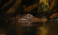 : Paleosuchus trigonatus; Schneider's Dwarf Caiman