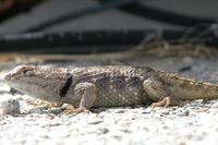 : Sceloporus magister; Desert Spiny Lizard Close Up