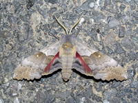 : Pachysphinx occidentalis; Big Poplar Sphinx Moth
