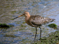 흑꼬리도요 Limosa limosa | black-tailed godwit