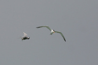 White cheeked Tern