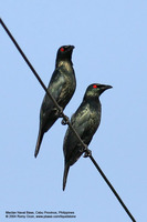 Asian Glossy Starling (Adults) Scientific name - Aplonis payanensis