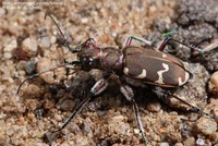 Brun Sandspringer (Cicindela hybrida) Foto/billede af