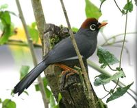 チャガシラガビチョウ Chestnut-capped Laughingthrush Garrulax mitratus