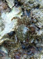 Pachygrapsus marmoratus - Marbled Rock Crab