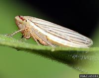 Athysanus argentarius