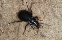 Carabus jedompansis