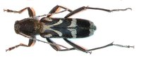 Chlorophorus figuratus