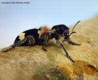 Clerus mutillarius