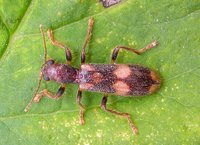 Opilo mollis
