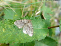 Operophtera brumata - Winter Moth
