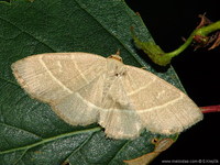 Trisateles emortualis - Olive Crescent