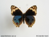 Junonia orithya