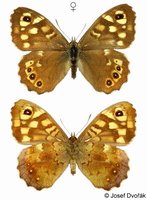 Pararge aegeria - Speckled Wood