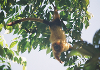 Golden lion tamarin (Leontopithecus rosalia)