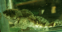 Myoxocephalus scorpius, Shorthorn sculpin: aquarium