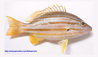 Lutjanus carponotatus, Spanish flag snapper: fisheries, gamefish