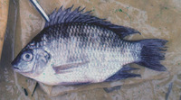 Sarotherodon galilaeus sanagaensis, : aquarium