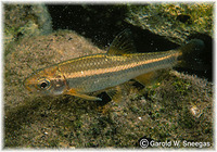 Dionda episcopa, Roundnose minnow: