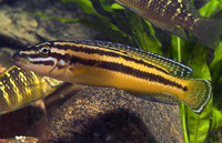 Julidochromis regani, Convict julie: aquarium