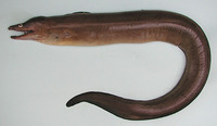 Gymnothorax afer, Dark moray: fisheries