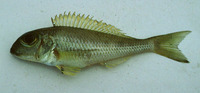Xenotilapia boulengeri, : aquarium