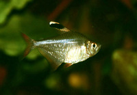 Hyphessobrycon bentosi, Ornate tetra: aquarium
