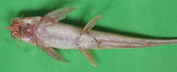 Sisor rabdophorus, : fisheries