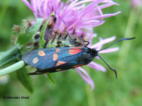 Zygaena filipendulae - Six-spot Blue