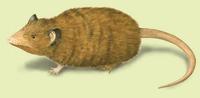 Image of: Microgale dobsoni (Dobson's shrew tenrec)