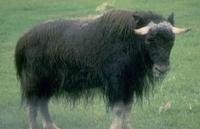 Image of: Ovibos moschatus (muskox)