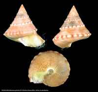 Calliostoma gubbioli