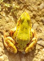 Rana lessonae - Pool Frog