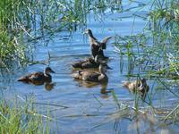 Anas superciliosa - Pacific Black Duck