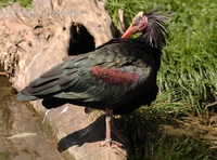 Geronticus eremita - Waldrapp