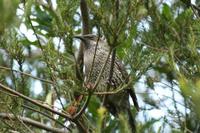 Anthochaera chrysoptera - Brush Wattlebird