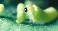 Image of: Celastrina