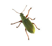 Image of: Curculionidae (snout beetles and weevils)