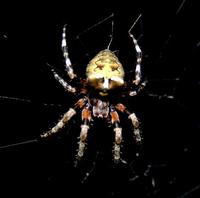 Image of: Araneus