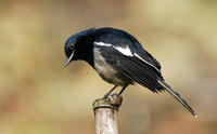 Image of: Copsychus saularis (Oriental magpie-robin)