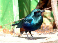 Image of: Irena puella (Asian fairy-bluebird)