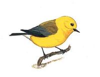 Image of: Protonotaria citrea (prothonotary warbler)